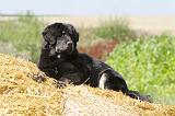DOGUE DU TIBET 039